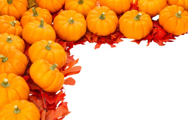 Décoration d'automne ou de Thanksgiving ou Halloween isolée sur blanc — Photo
