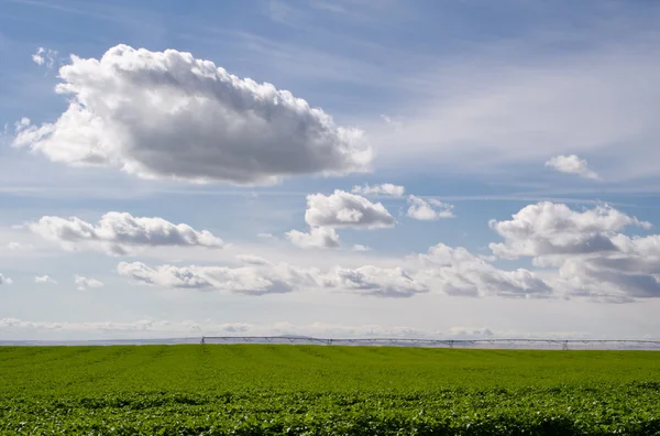 领域的土豆与天空中的云彩 — 图库照片