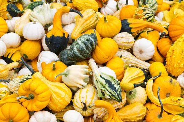 Brightly colored gourds on display — Stock Photo, Image