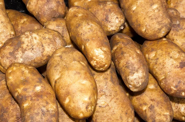 Russet or baking potatoes on display — Stock Photo, Image