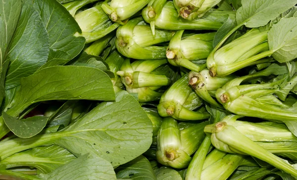 Bok Choy in mostra — Foto Stock