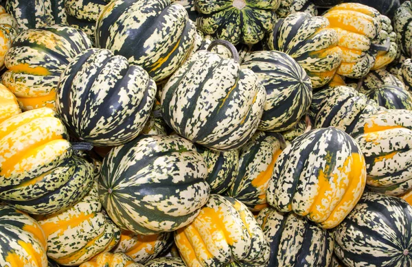Colorful winter or acorn squash on display — Stock Photo, Image