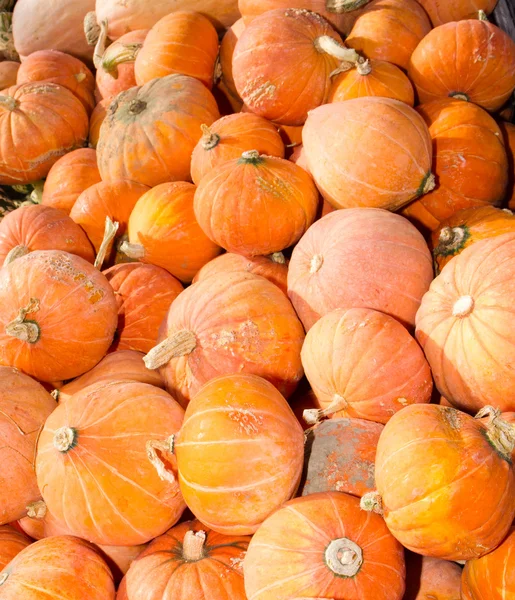 Hubbard arancione zucca invernale — Foto Stock