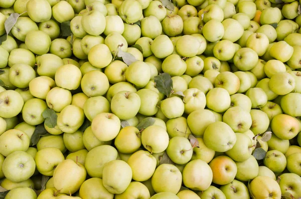 Manzanas deliciosas de oro recién cosechadas en exhibición —  Fotos de Stock