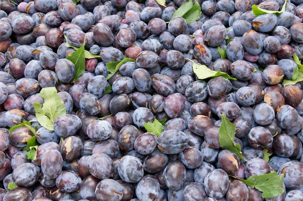 Freshly harvested prune plums on display — Stock Photo, Image