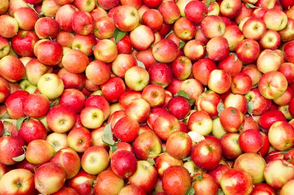 ディスプレイ上の新鮮な収穫のクリムゾンさわやかなリンゴ — ストック写真