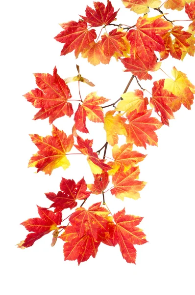 Ramo di foglie colorate caduta — Foto Stock