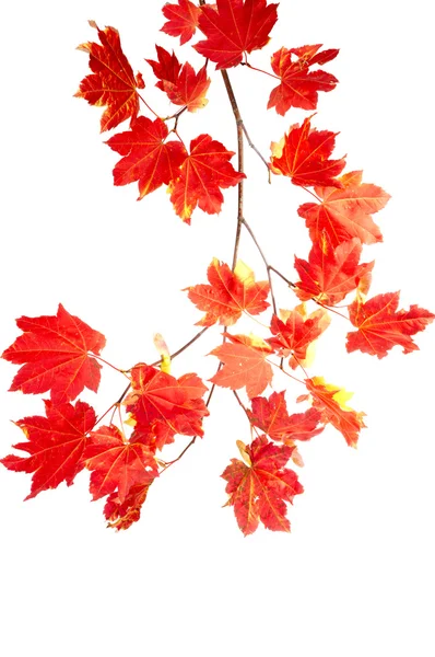Ветвь разноцветных красных осенних листьев — стоковое фото