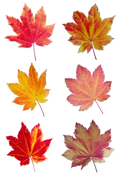 Colorido surtido de hojas de arce de vid —  Fotos de Stock