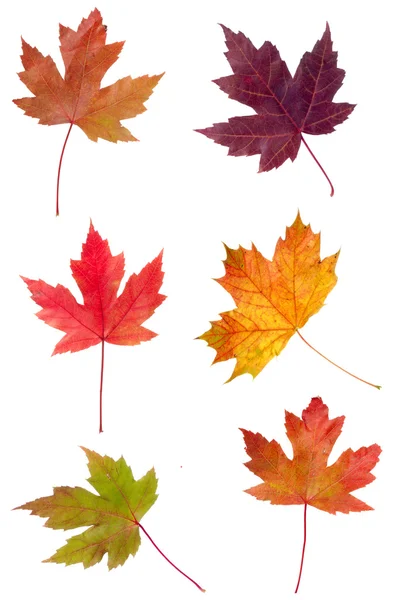 Красочный ассортимент кленовых листьев — стоковое фото