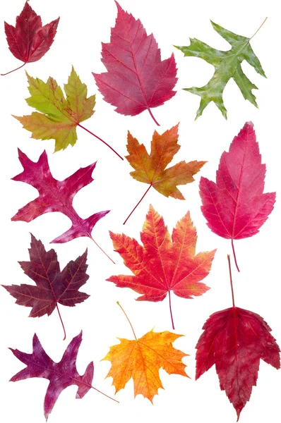 Assortimento colorato di foglie autunnali — Foto Stock