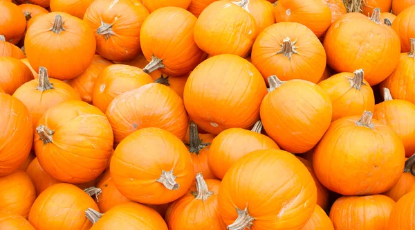 Zucche arancioni visualizzati pronti per la vendita — Foto Stock