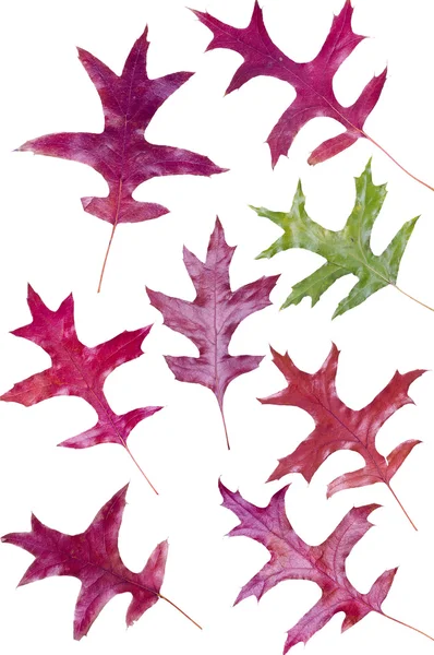 多彩的各种各样的秋天橡树叶子 — 图库照片