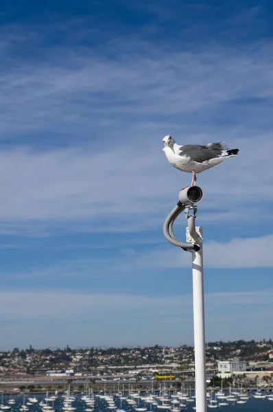 Mouette de mer regardant une caméra de surveillance — Photo