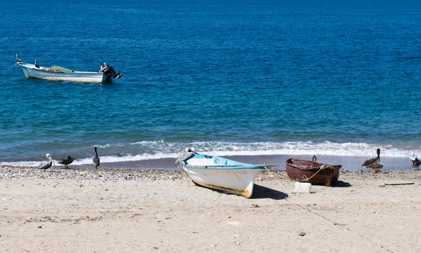 stock image Fishing boats and Pelicans on the beach