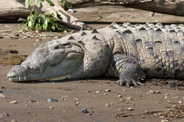 Amerikanisches Krokodil sonnt sich am Strand — Stockfoto