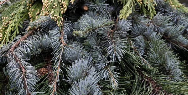 Arrangemang av blandade evergreens till jul med cedar — Stockfoto