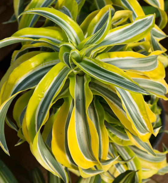 Kleurrijke gele bonte dracena kamerplant — Stockfoto