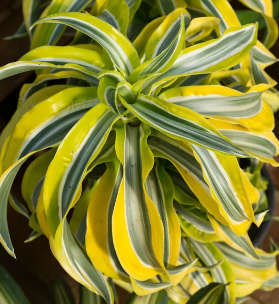 stock image Colorful yellow variegated Dracena houseplant