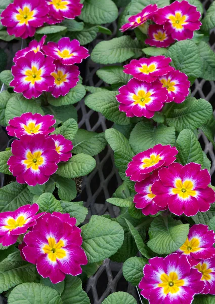 Group of pink primroses in bloom — Stock Photo, Image