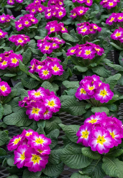Bloom-sötét rózsaszín kikiricstől csoportja — Stock Fotó