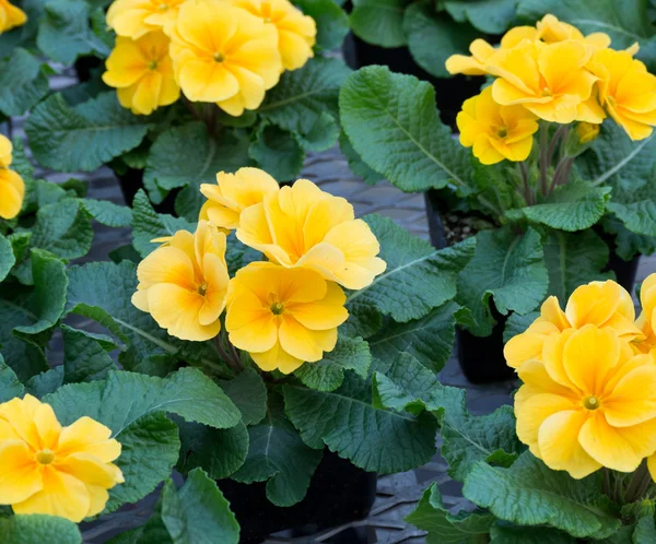 Group of yellow primroses in bloom — Stock Photo, Image