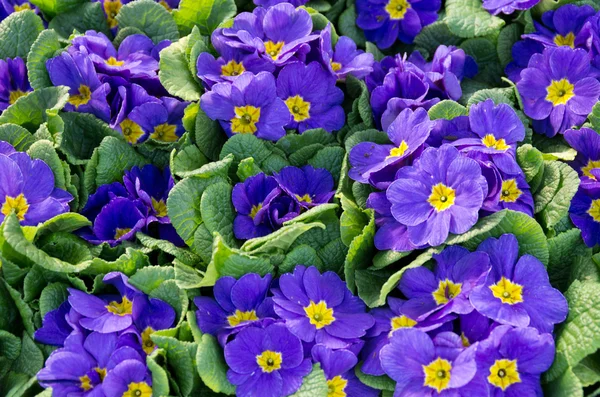 Skupina modré petrklíčů v květu — Stock fotografie