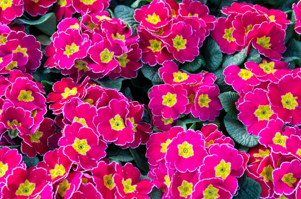 Group of red primroses in bloom — Stock Photo, Image