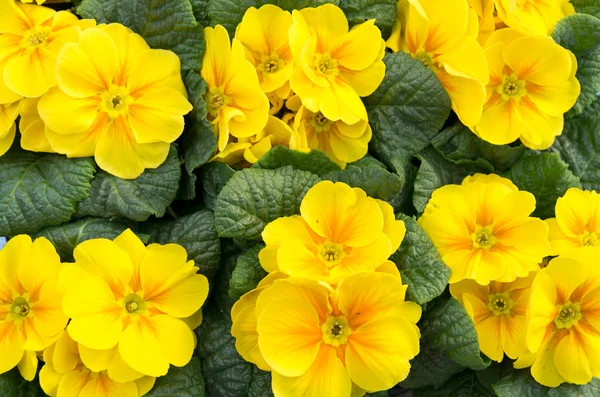 Groupe d'onagre jaune en fleur — Photo
