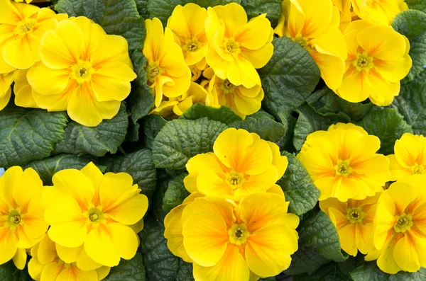 Stock image Group of yellow primrose in bloom