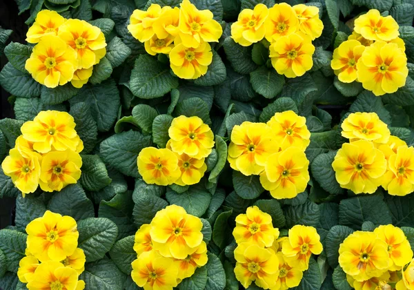 Gruppe gelber Primeln in voller Blüte — Stockfoto