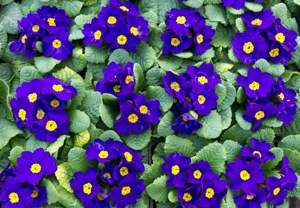 Grupo de prímulas púrpuras en flor — Foto de Stock
