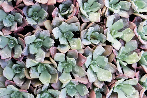 Sedum-Pflanzen bereit für begrüntes Dach — Stockfoto