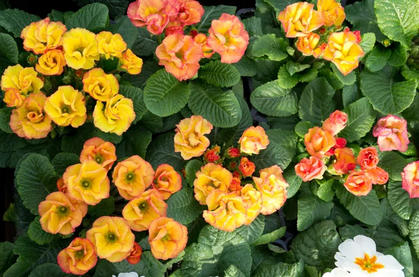 Skupina krásné petrklíčů v květu — Stock fotografie