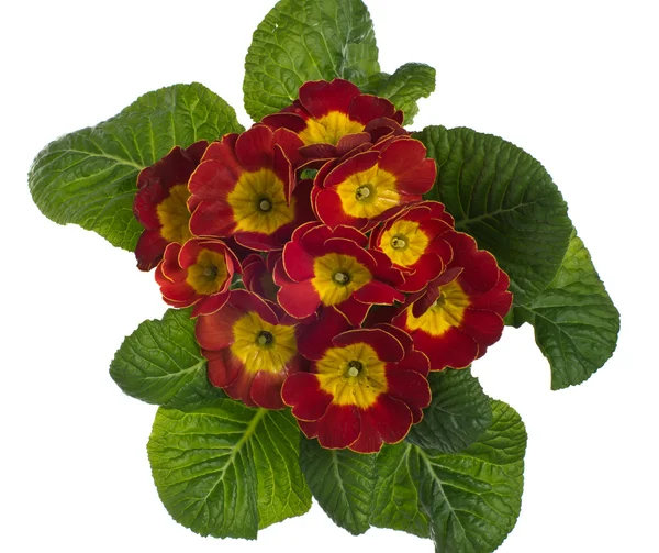 Prímula de floração vermelha e amarela — Fotografia de Stock