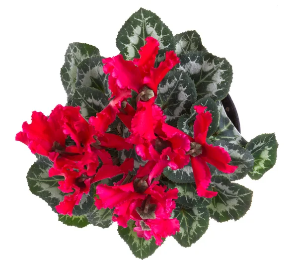 Röd blommande cyklamen isolerad på vit — Stockfoto