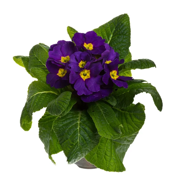 Purple potted primrose isolated on white — Stock Photo, Image