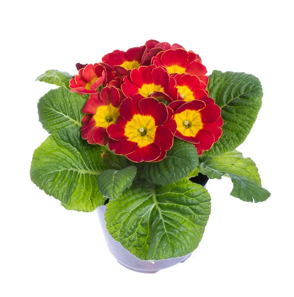 Red and yellow flowering potted primrose — Stock Photo, Image