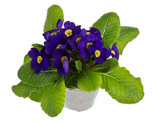 Blue flowering primrose isolated on white — Stock Photo, Image