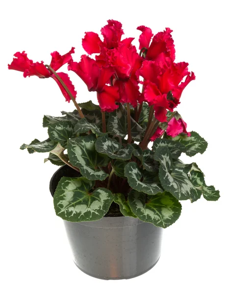Red flowering potted cyclamen isolated on white — Stock Photo, Image