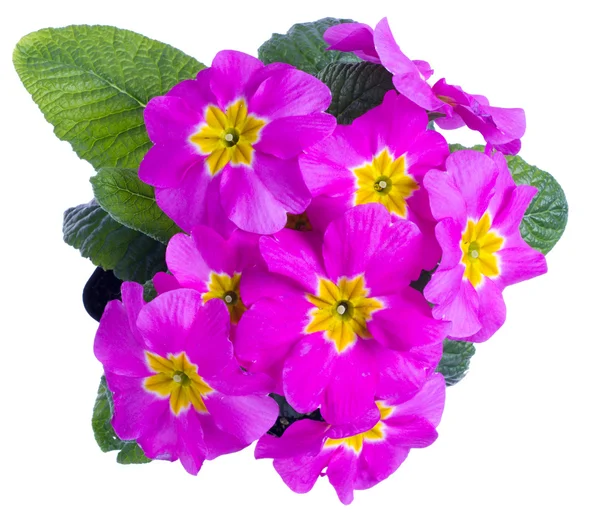 stock image Pink primrose with large flowers