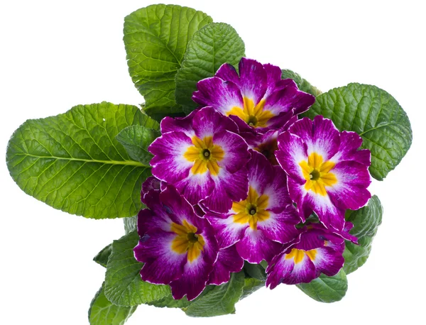 白で隔離される紫と白のプリムローズ — ストック写真