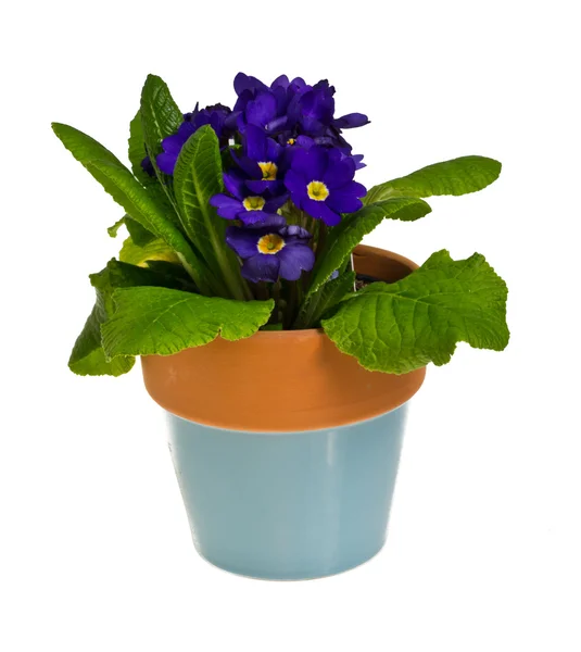 Blue primrose in blue glazed clay pot — Stock Photo, Image