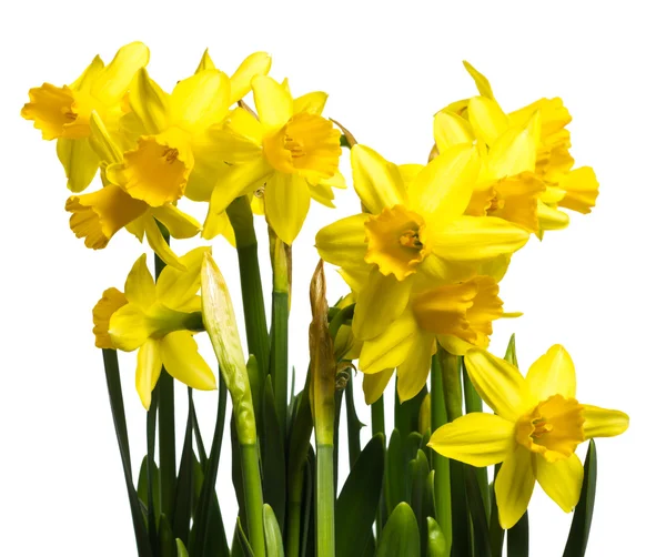 Helder gele bloeiende narcissen — Stockfoto