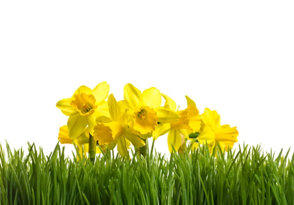 Нарциссы цветут в зеленой траве — стоковое фото