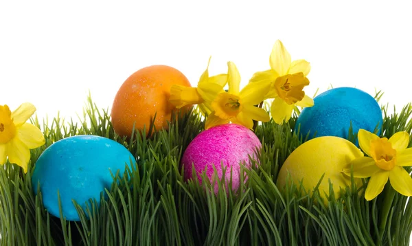 Renkli Paskalya yumurtaları ve Nergis çim — Stok fotoğraf