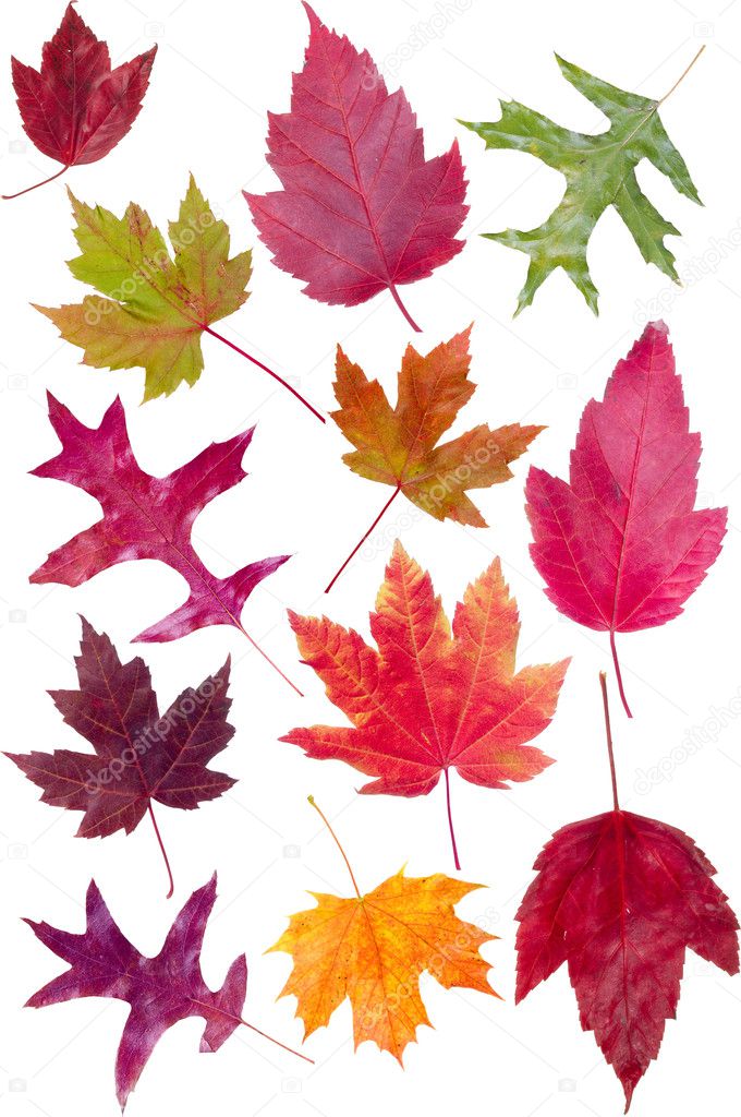 Colorful assortment of fall leaves