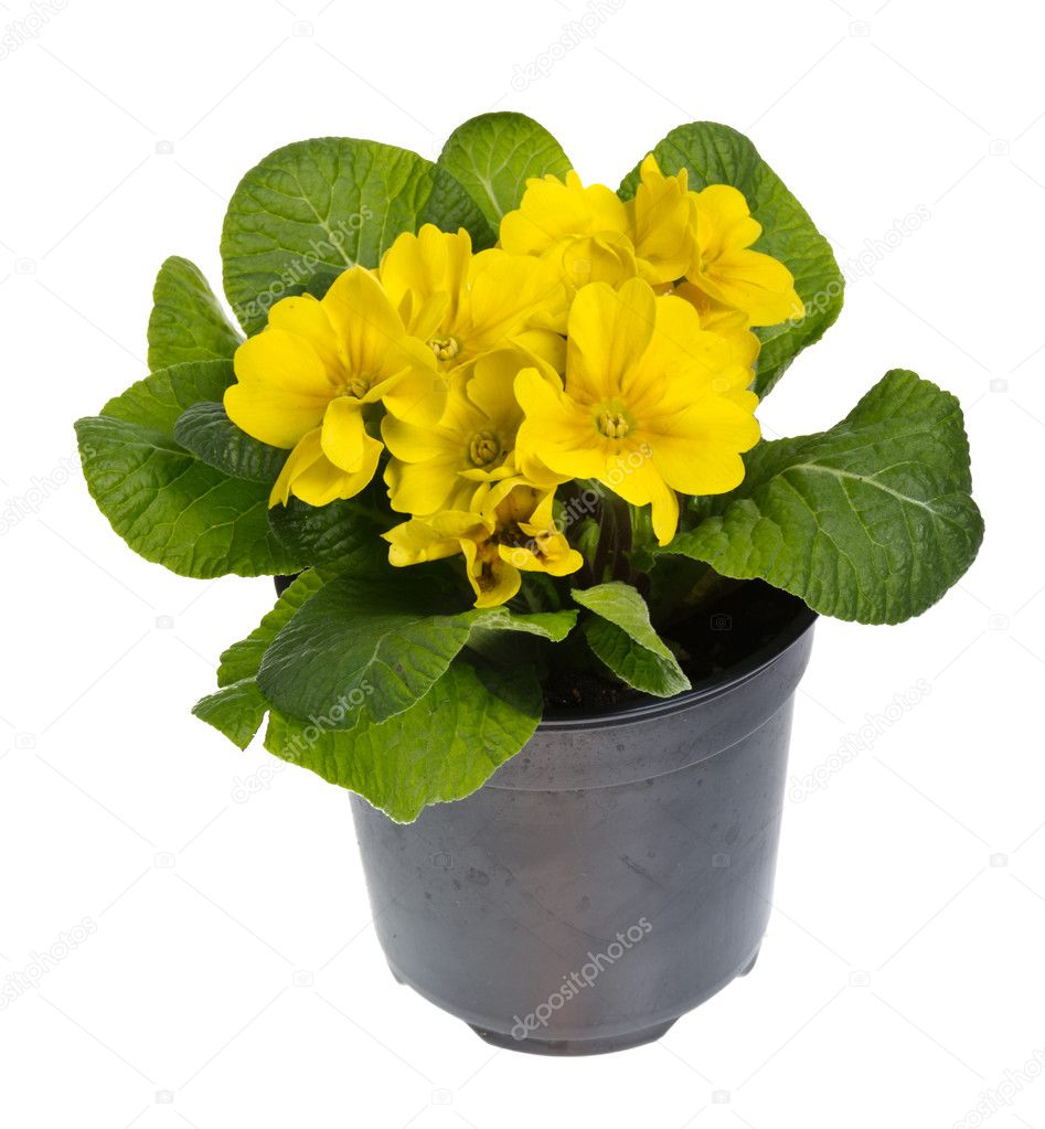 Yellow potted primose isolated on white