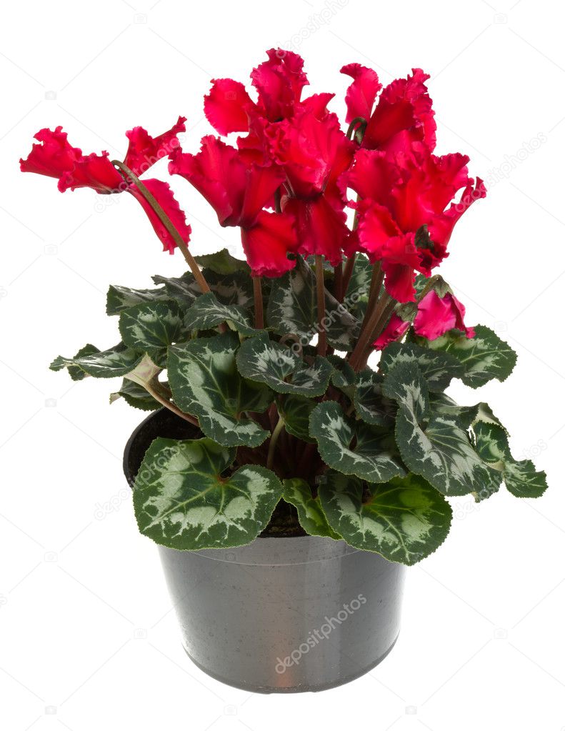 Red flowering potted cyclamen isolated on white