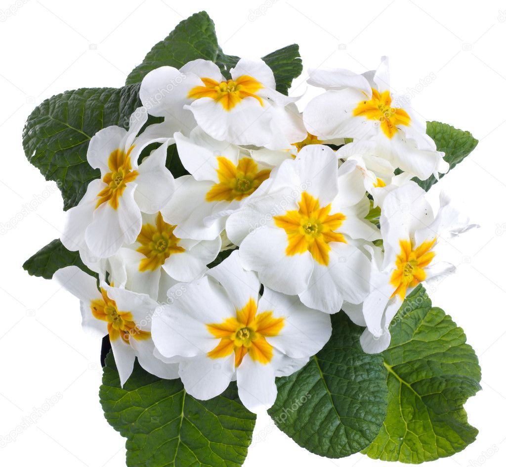 White primrose isolated on white